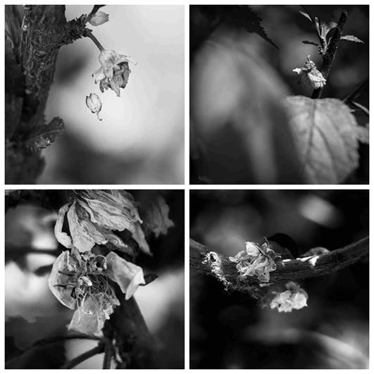 李志 《 残花吟》